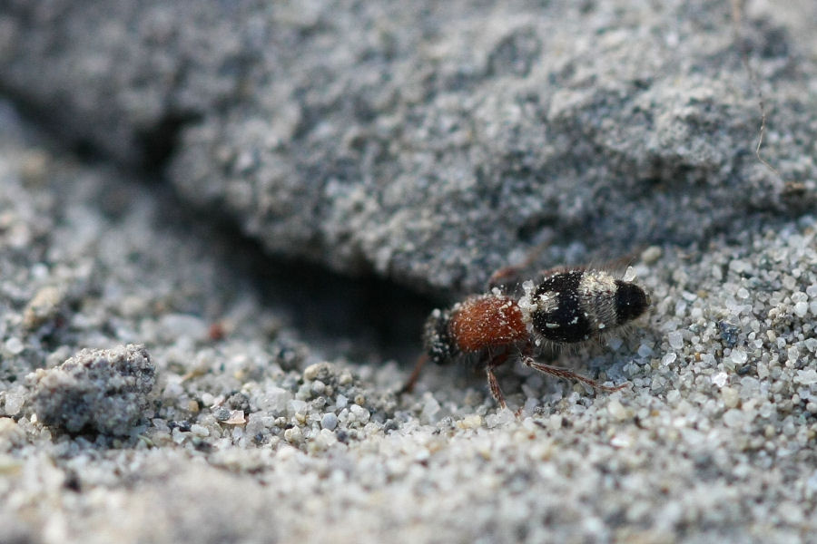 Mutillidae da identificare (Smicromyrme sp.)